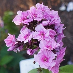 Флокс метельчатый 'Зенобия'