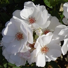 Роза 'Шнеефлокке' (почвопокровная, шраб) (белая)