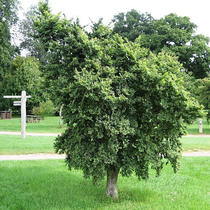Вяз малый 'Жаклин Хиллер'