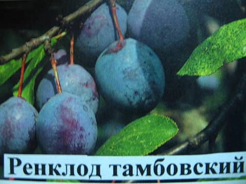 Слива 'Ренклод Тамбовский'