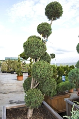 Тис ягодный 'Оверейндери' бонсай