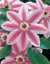 Клематис 'Нелли Мозер'