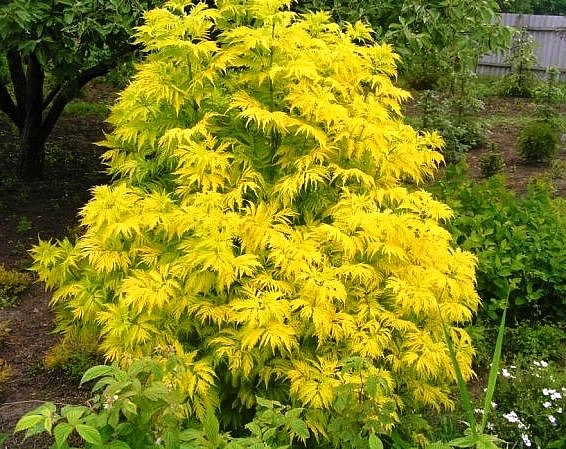 Бузина красная 'Плюмоза Аурея'