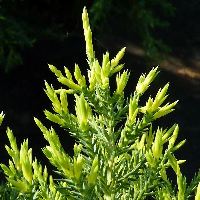 Можжевельник пфитцериана 'Голд Стар'