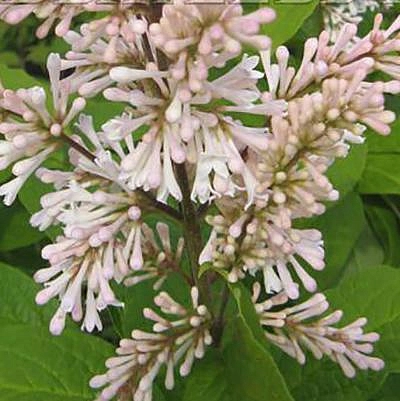 Сирень Престон 'Телимена' (светло-розовая)