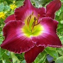 Лилейник гибридный 'Франсис оф Ассис'