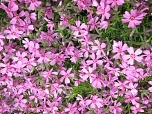 Флокс шиловидный 'Зося'