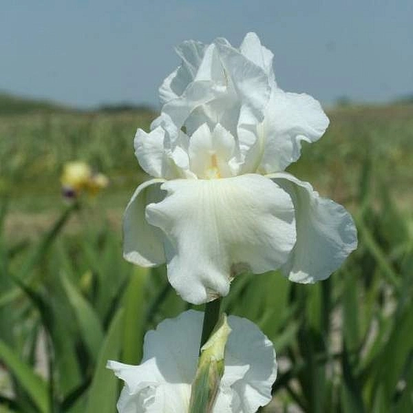 Ирис германский (бородатый) 'Бианка' 