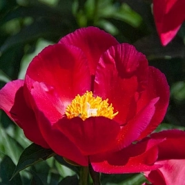 Пион молочноцветковый Америка (America)