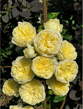 Роза 'Пилигрим' (английская) (лимонно-желтая)