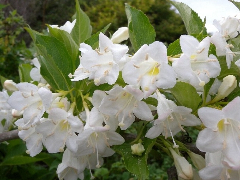 Вейгела 'Бристол Сноуфлейк'