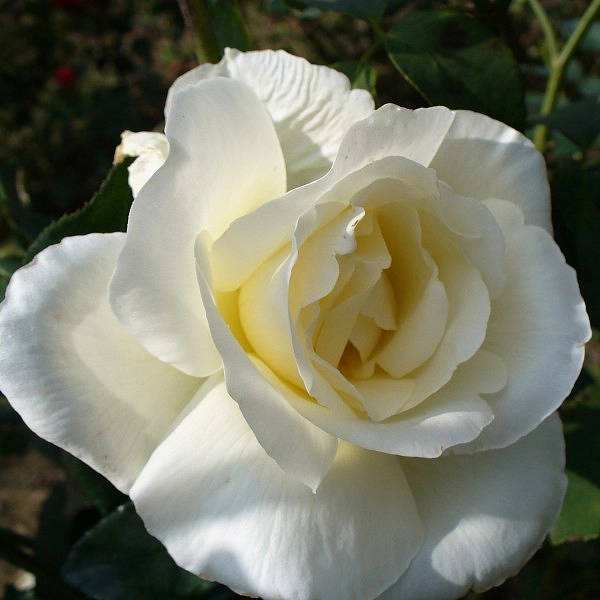 Роза 'Маунт Шаста' (чайно-гибридная) (белая)