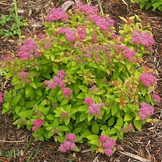 Спирея японская 'Сандроп'