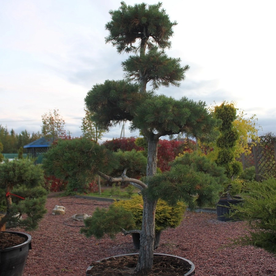 Сосна черная 'Брепо' бонсай