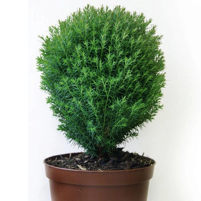 Туя западная Тедди (Teddy)