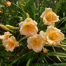 Лилейник гибридный 'Мини Перл'