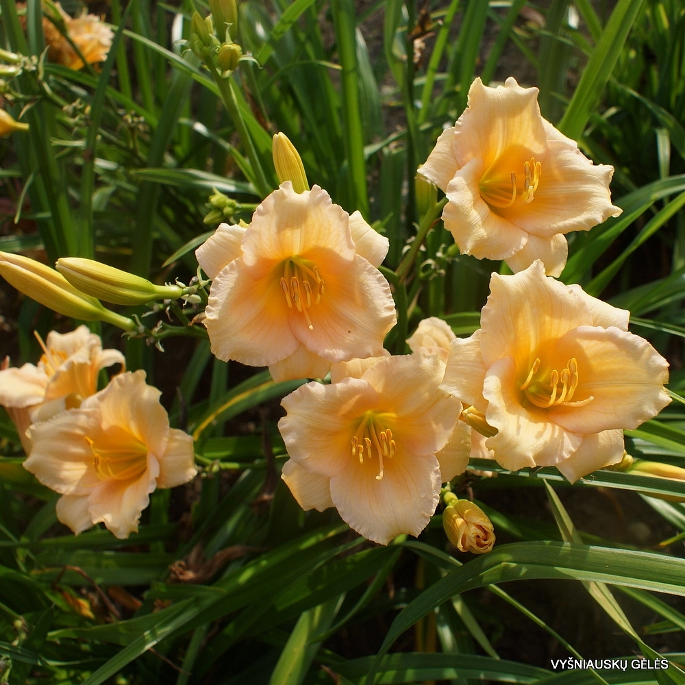 Лилейник гибридный 'Мини Перл'