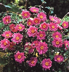 Анемона гибридная (Ветриница) 'Памина'