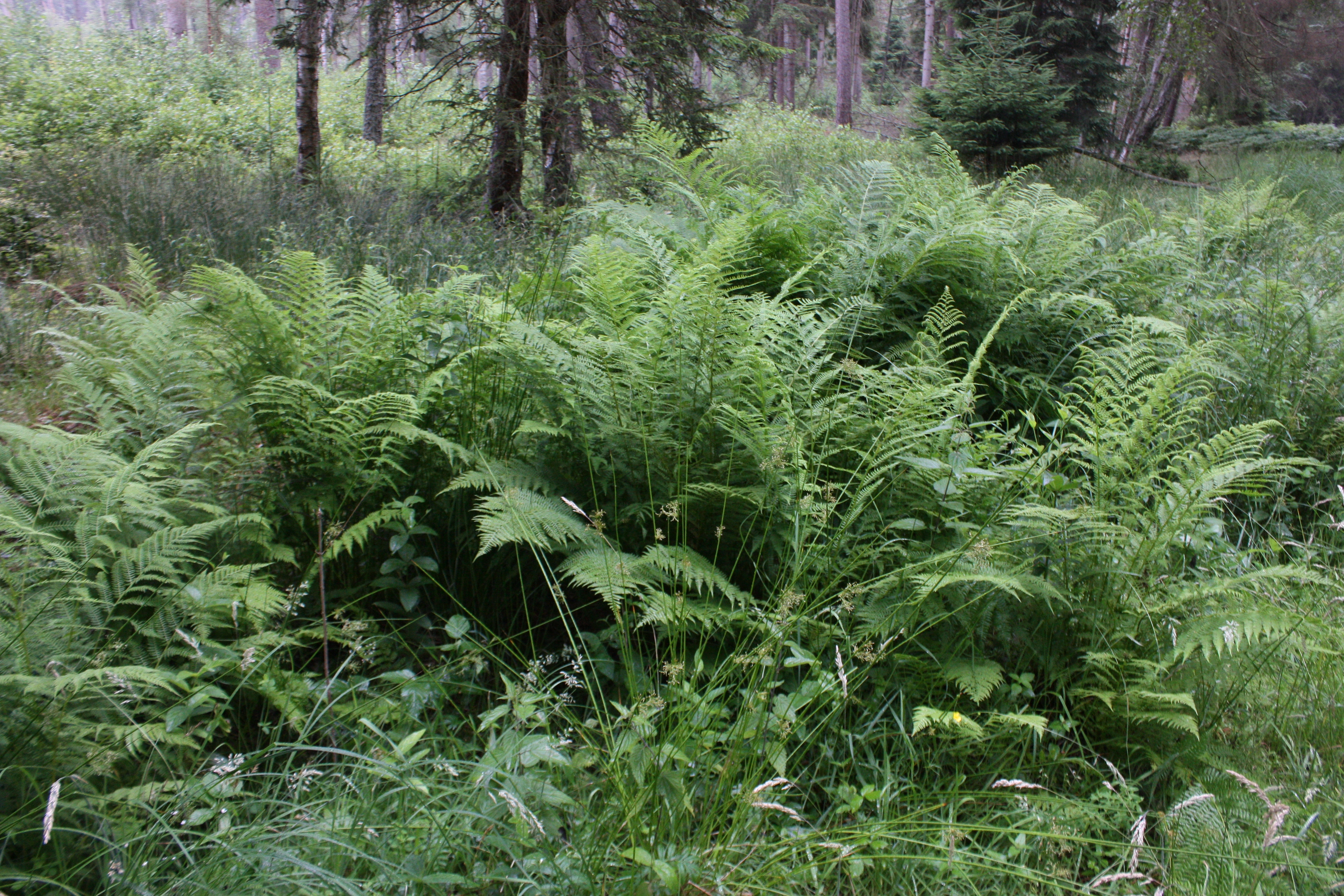 Щитовник мужской