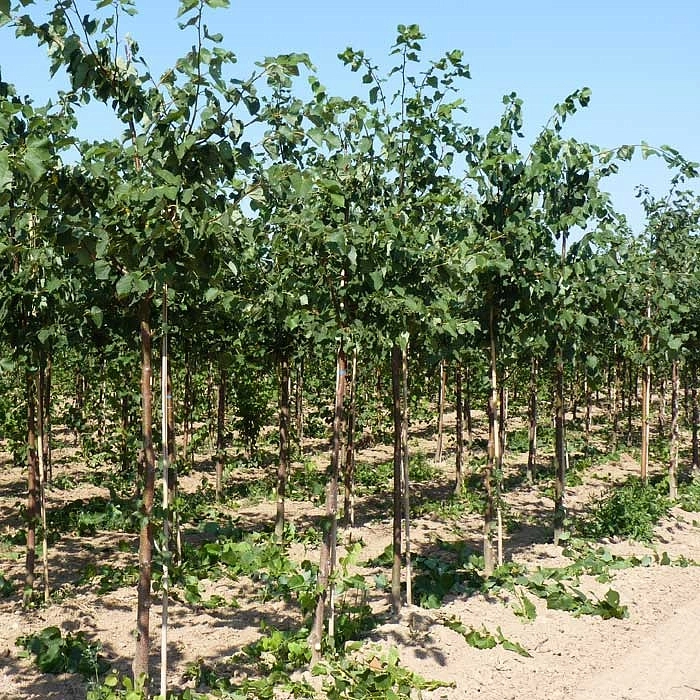 Липа мелколистная (сердцелистная) 'Гринспайер'