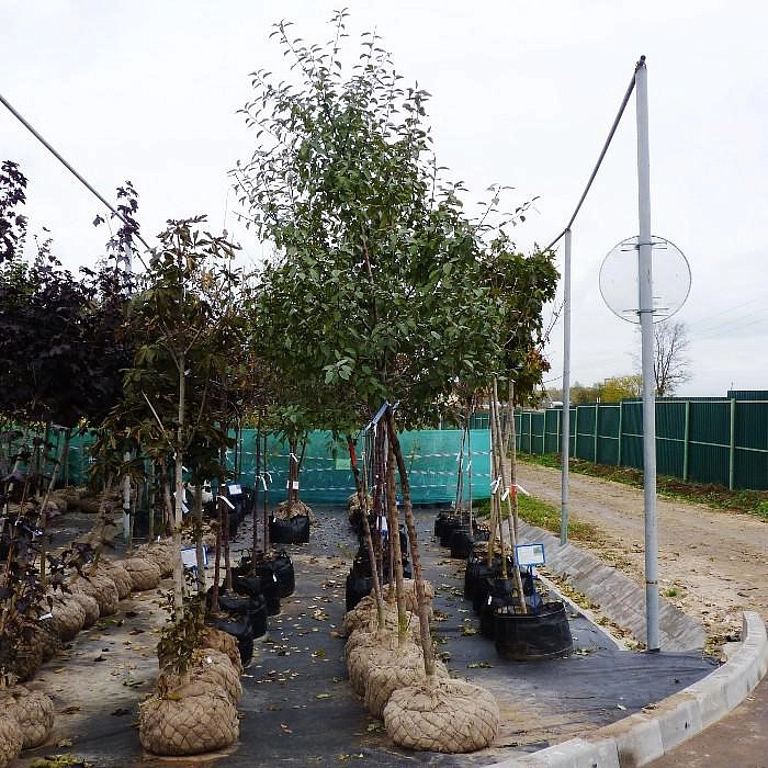 Яблоня лесная (декоративная)