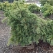 Сосна веймутова 'Ниагара Фоллс'