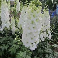 Дельфиниум (живокость) 'Касабланка'