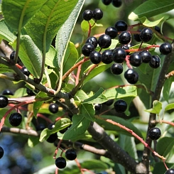 Черемуха обыкновенная 'Плотколистная'