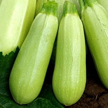 Кабачок 'Белогор'