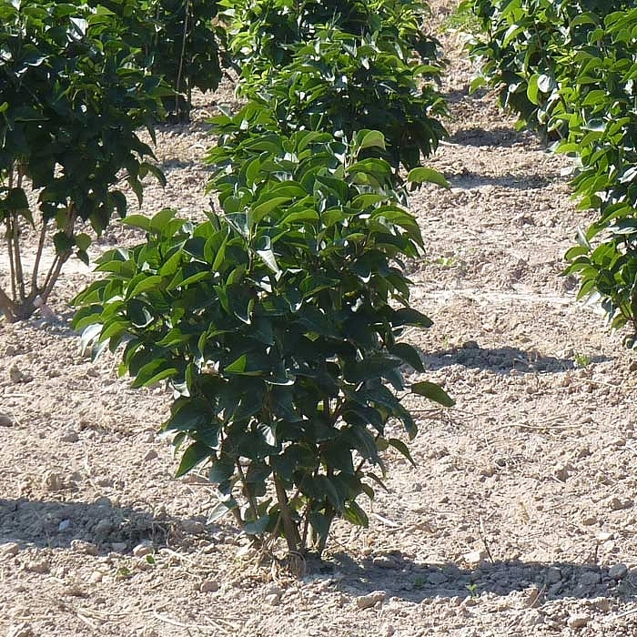 Сирень Мейера 'Палибин' (лиловая)