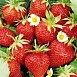 Земляника (клубника) 'Ред Стар'