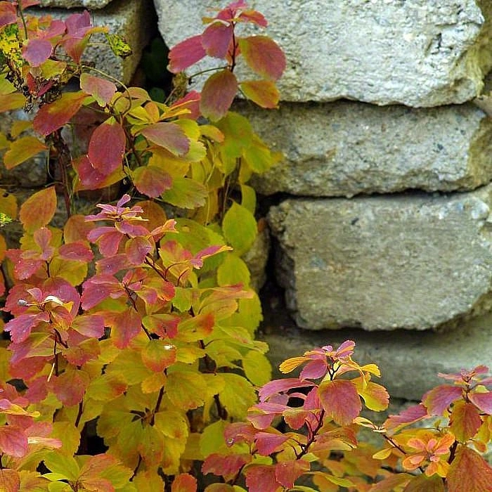 Спирея березолистная 'Тор'