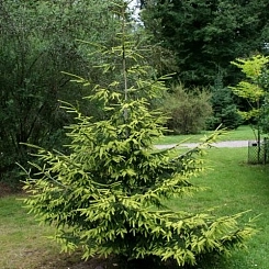 Ель восточная (Ауреоспиката) 'Ауреа'