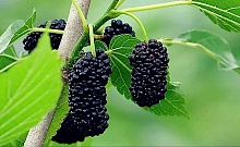 Шелковица 'Синяя'