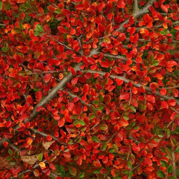 Кизильник горизонтальный