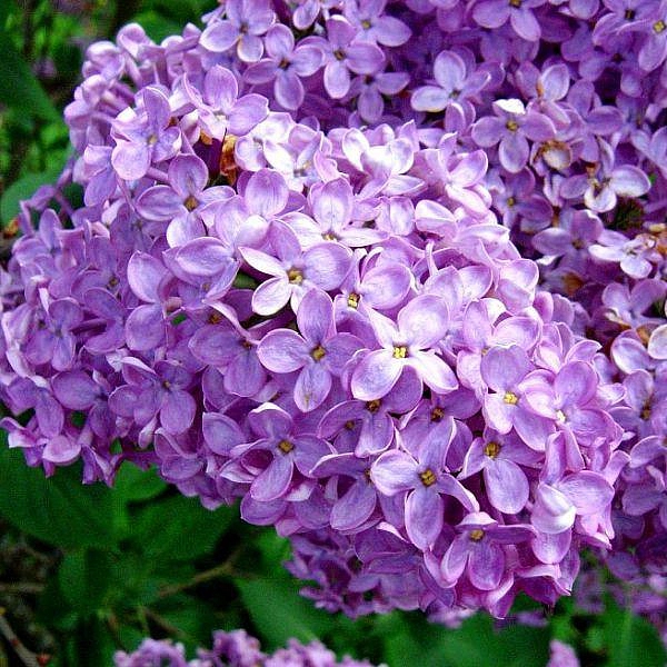 Сирень обыкновенная 'Никитская' (лилово-фиолетовая)