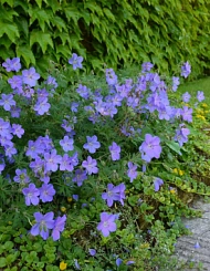 Герань гибридная 'Джонсонс Блю'