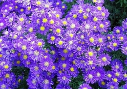 Астра кустарниковая 'Блу Лагун'