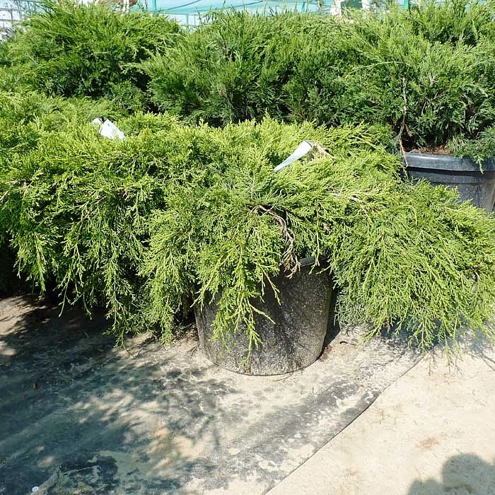 Можжевельник пфитцериана 'Олд Голд'