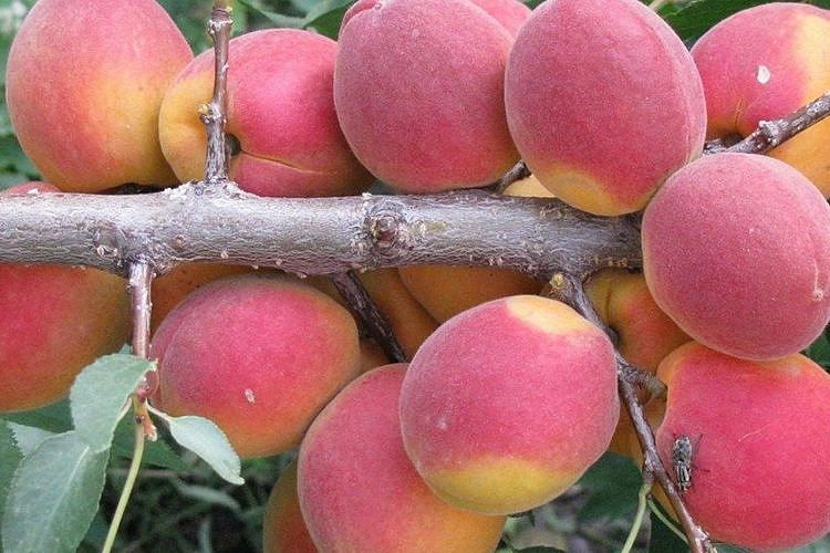 Абрикос 'Саровский'