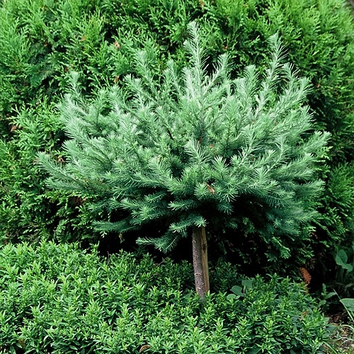Лиственница тонкочешуйчатая (Кемпфера, японская) 'Грей Перл'