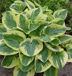 Хоста гибридная (вздутая, волнистая) 'Сноу Кэп'