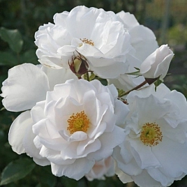 Роза 'Хелла' (плетистая)(кремово - персиковая)