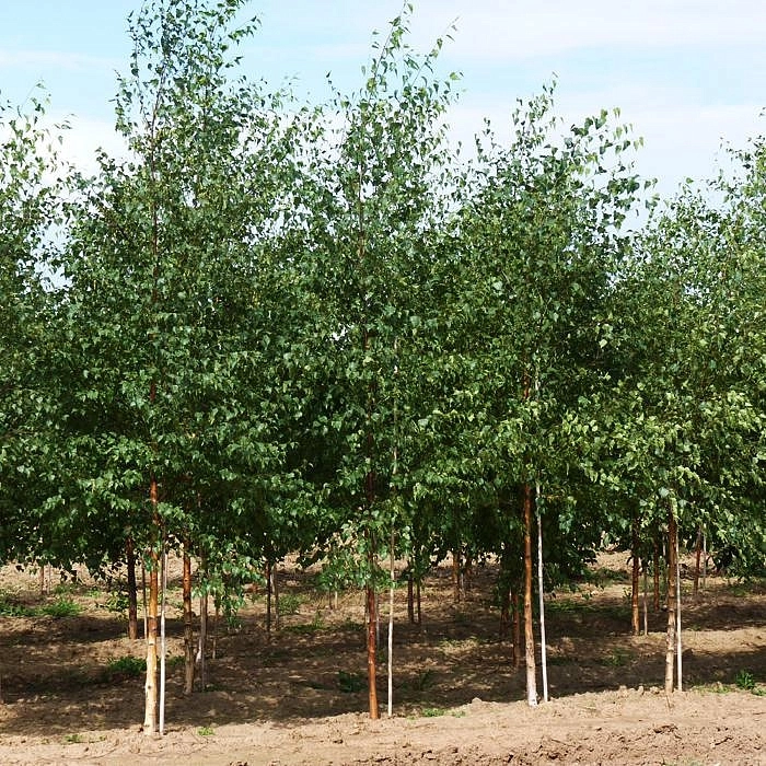 Береза повислая