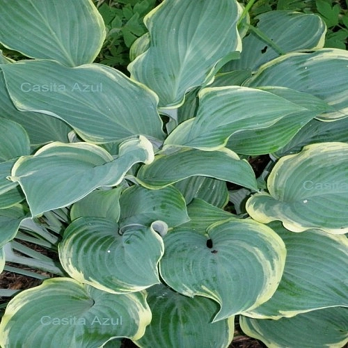 Хоста гибридная (вздутая, волнистая) 'Регал Сплендор'