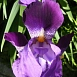 Ирис германский (бородатый) 'Сайн оф Лео' 
