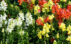 Антирринум компактный (Львиный зев) 'Снептини Микс' 