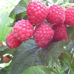 Малина 'Пингвин'