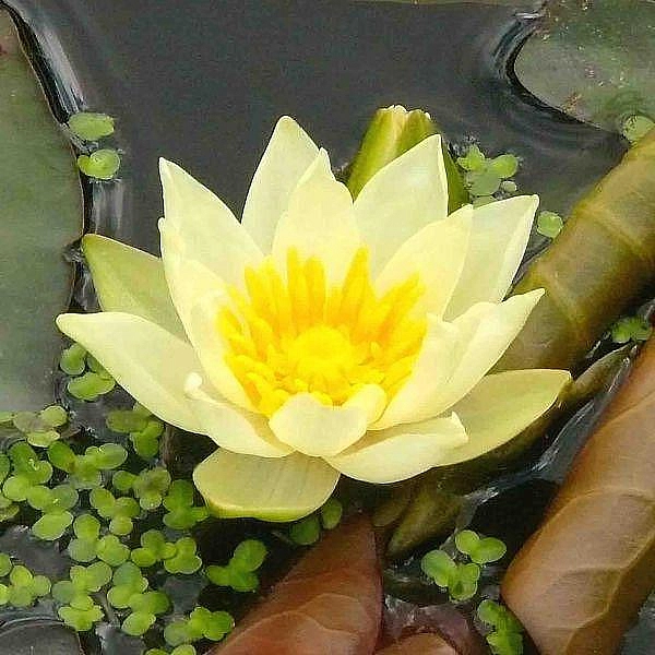 Кувшинка 'Пигмея Хелвола'