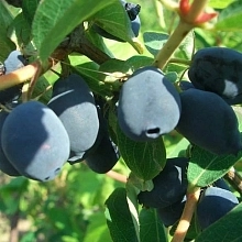 Жимолость съедобная 'Морена'